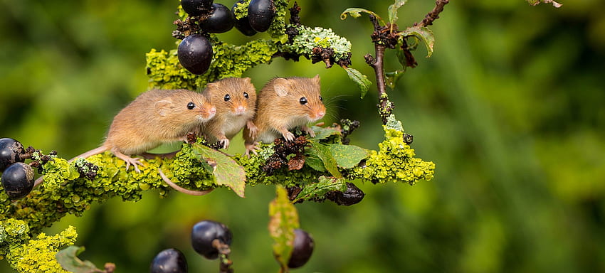 Mice, animal, mouse, green, soricel, berry, harvest, rodent, trio HD wallpaper