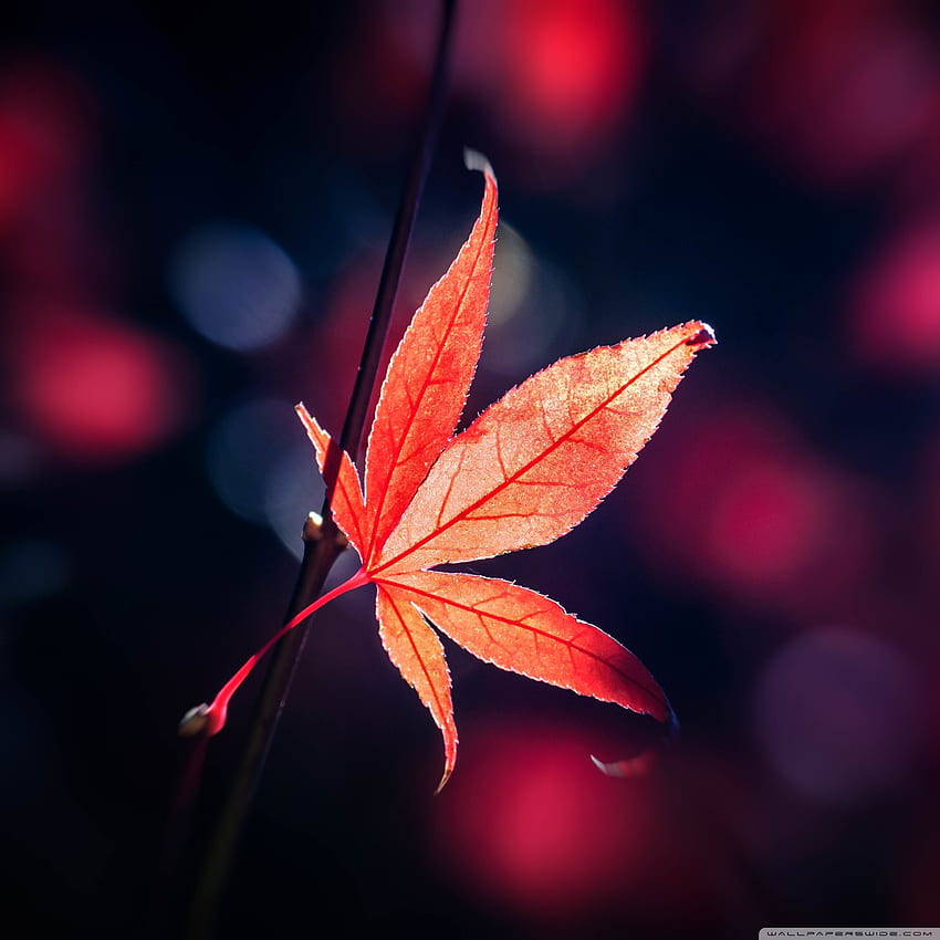 Red Japanese Maple Leaf Fall Ultra Background for U TV : & UltraWide & Laptop : Tablet : Smartphone, Japanese Maple Leaves HD phone wallpaper