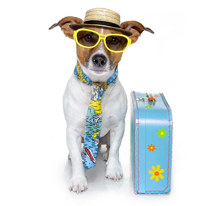 Ready for vacation, blue, animal, jack russell terrier, tie, vacation, summer, suitcase, sunglasses, yelloow, funny, hat, caine HD wallpaper