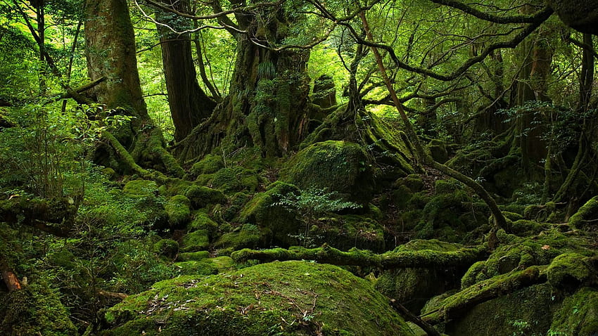 green, nature, forests, moss, old forest, rot HD wallpaper