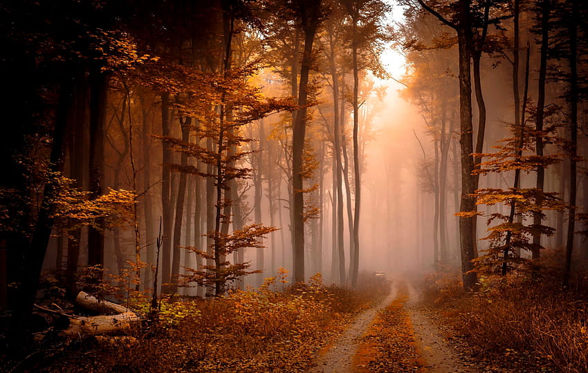 Мъглива есенна гора, мъгла, пътека, есен, дървета, есен, красива, гора, листа HD тапет
