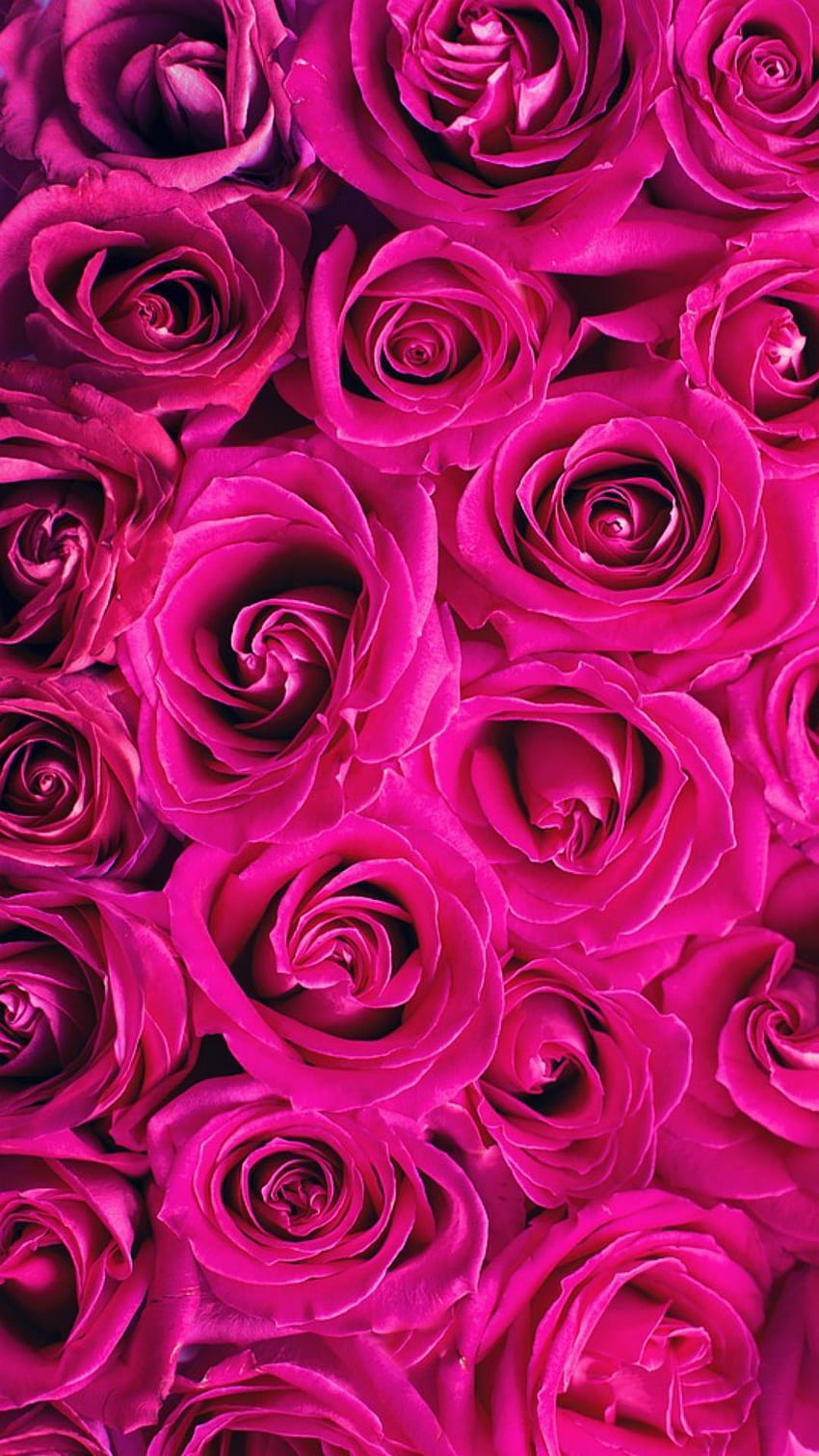 10,300+ Hot Pink Rose Stock Photos, Pictures & Royalty-Free Images - iStock  | Hot pink flower