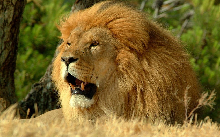 Zwierzęta, uśmiech, lew, drapieżnik, grzywa, król zwierząt, król zwierząt Tapeta HD