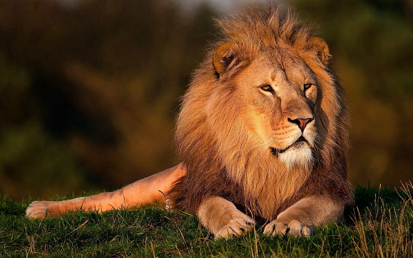 Zwierzęta, trawa, lew, duży kot, grzywa, król zwierząt, król zwierząt Tapeta HD
