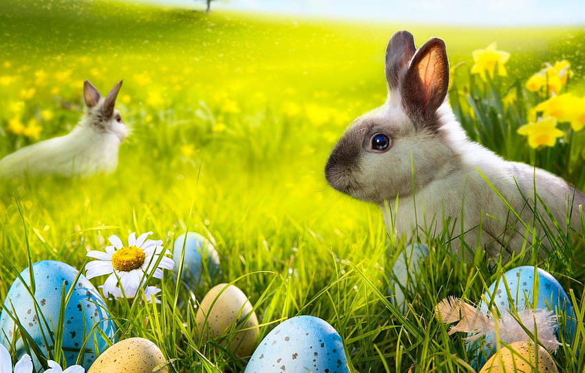 trawa, kwiaty, rumianek, jajka, wiosna, królik, łąka, Wielkanoc, trawa, światło słoneczne, królik, kwiaty, wiosna, Wielkanoc, jajka, Wielkanoc dla , sekcja праздники, Spring Bunny Tapeta HD