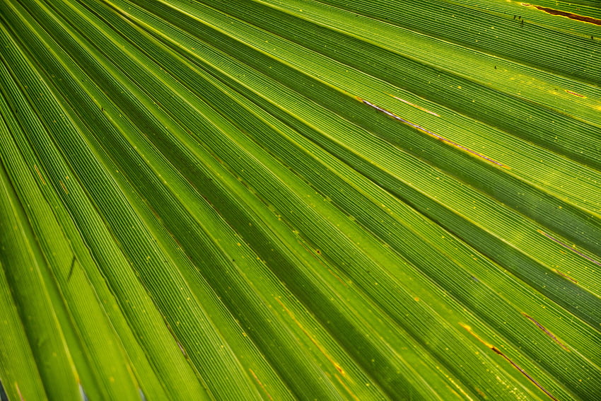 Drops, Plant, Macro, Palm, Sheet, Leaf HD wallpaper