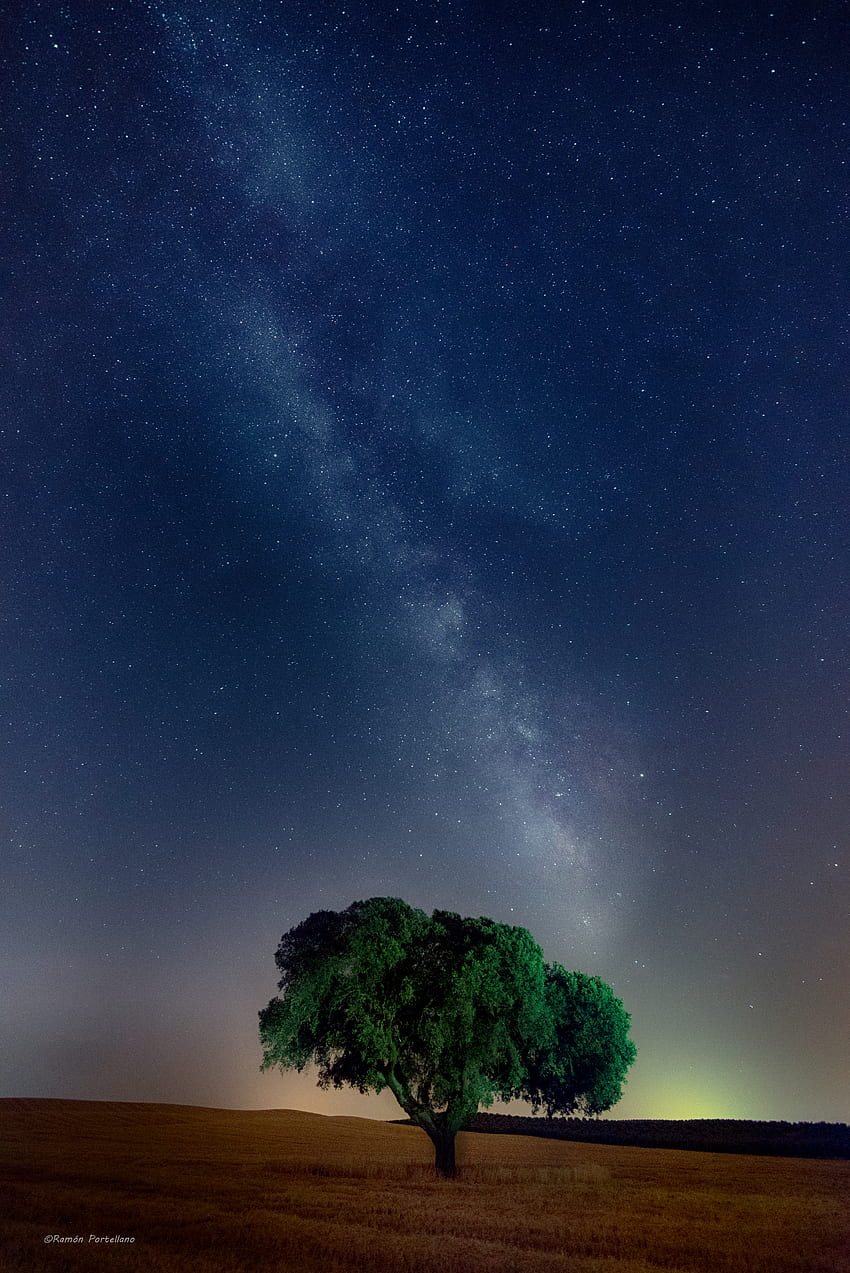 Nature, Grass, Night, Wood, Tree, Starry Sky, Field HD phone wallpaper