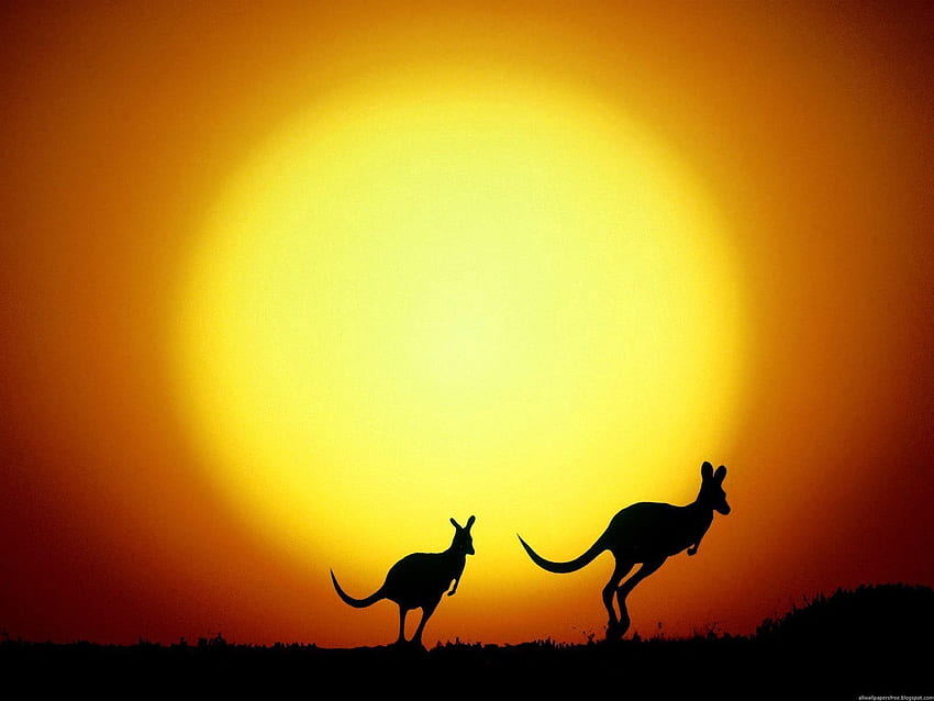 Natura, zachód słońca, kangur, sylwetki, wieczór, Australia Tapeta HD