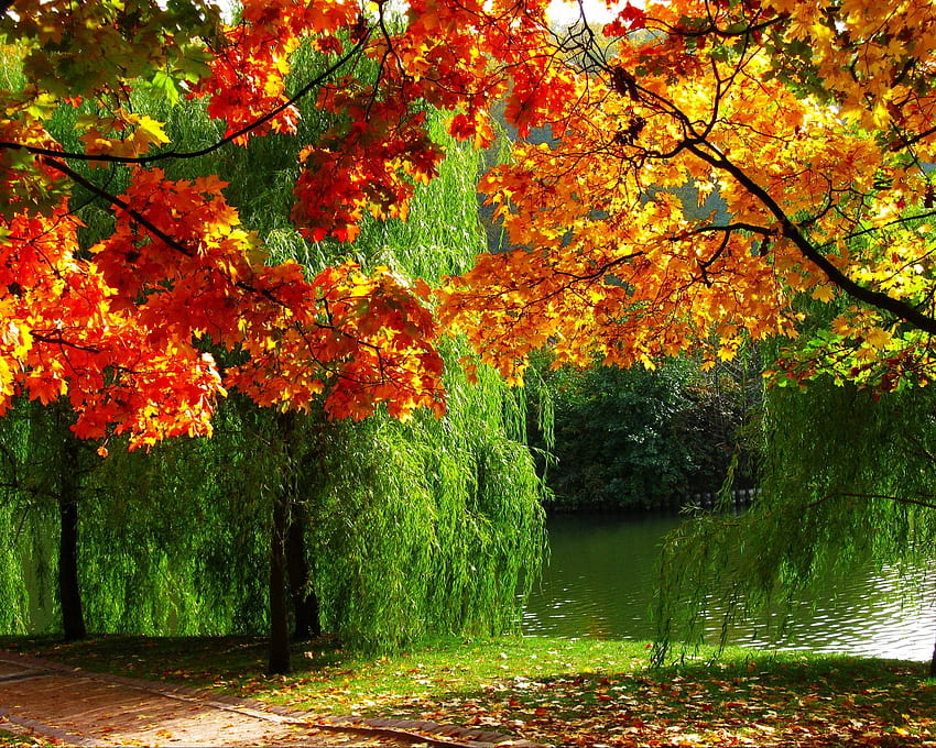 Autumn, Foliage, Forest, River HD wallpaper | Pxfuel