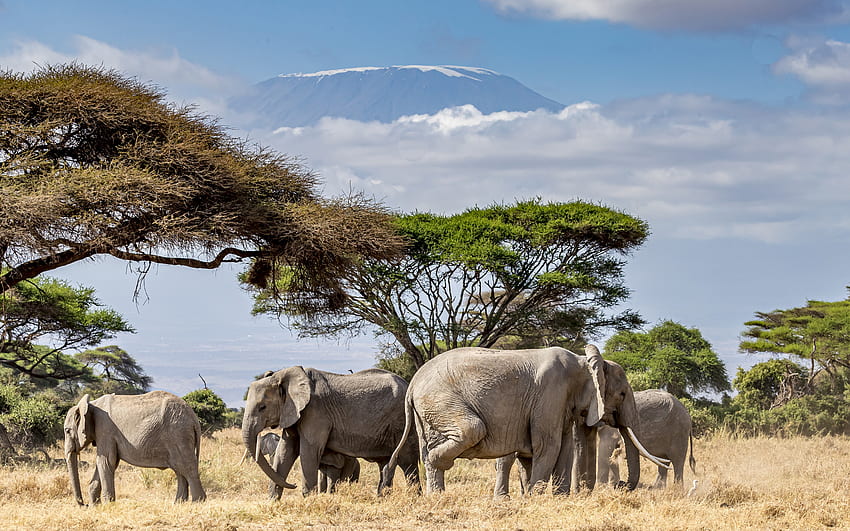 Elefantes, África, savana, a vida selvagem, elefante família, animais selvagens, elefantes papel de parede HD