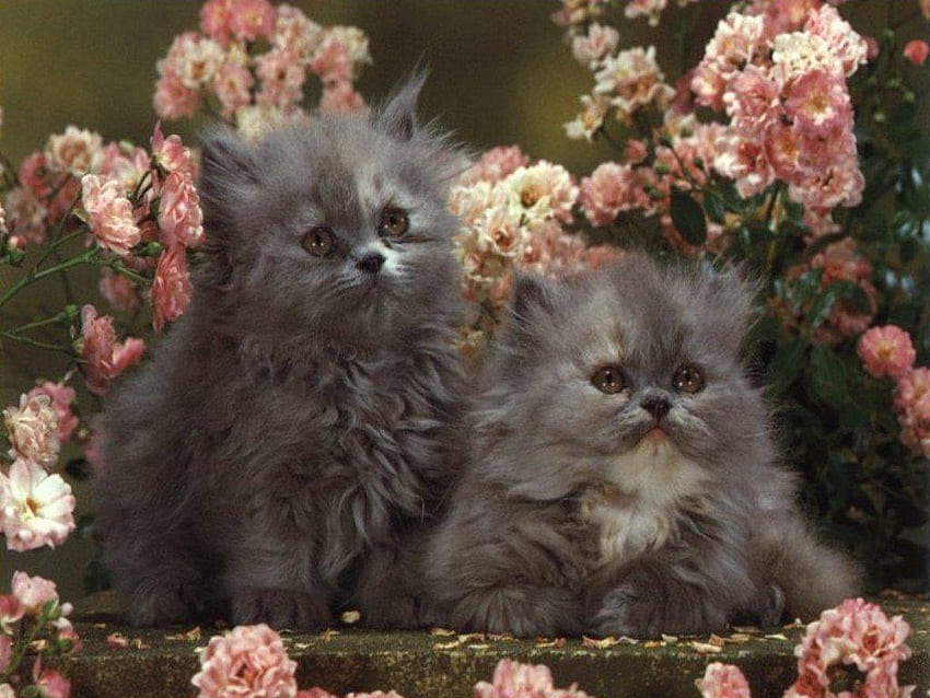 Pink & Grey, pink, grey, animals, cats, flowers, kittens HD wallpaper