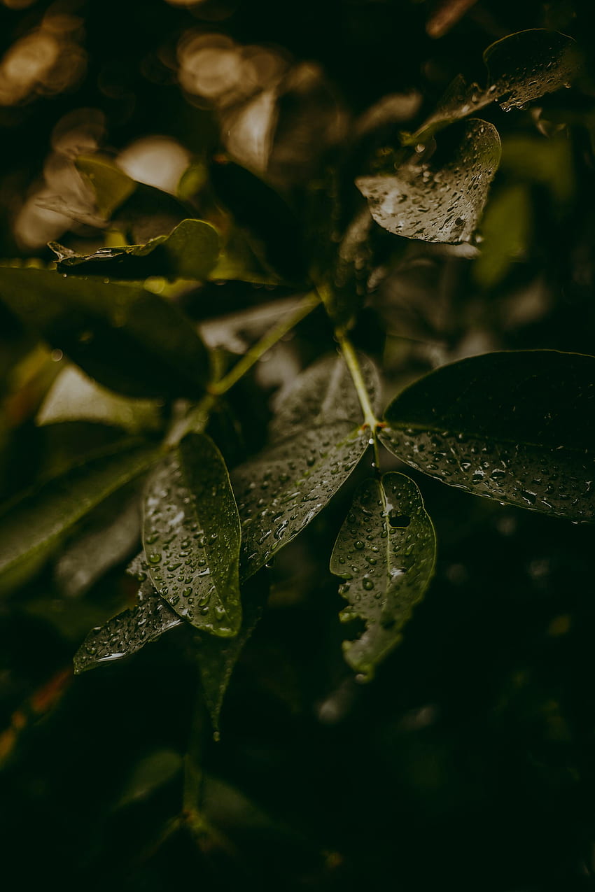 Water, Leaves, Drops, Plant, Macro HD phone wallpaper | Pxfuel