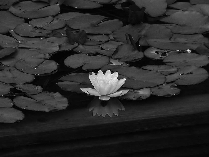 Lotus Flower For Flowers Healthy - Lotus, Black and White Lotus HD wallpaper