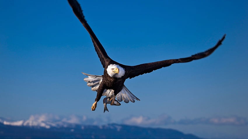 bald eagle, flying, bird, carnivore HD wallpaper