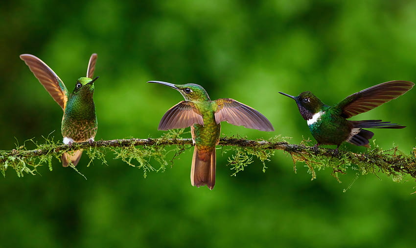 Adorabili uccelli, colibrì Sfondo HD