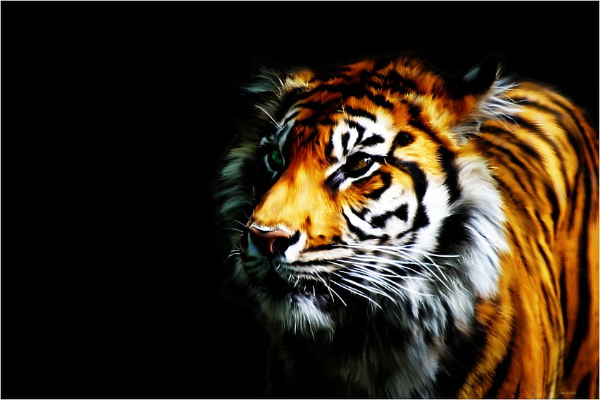 Tiger Background [] HD wallpaper | Pxfuel