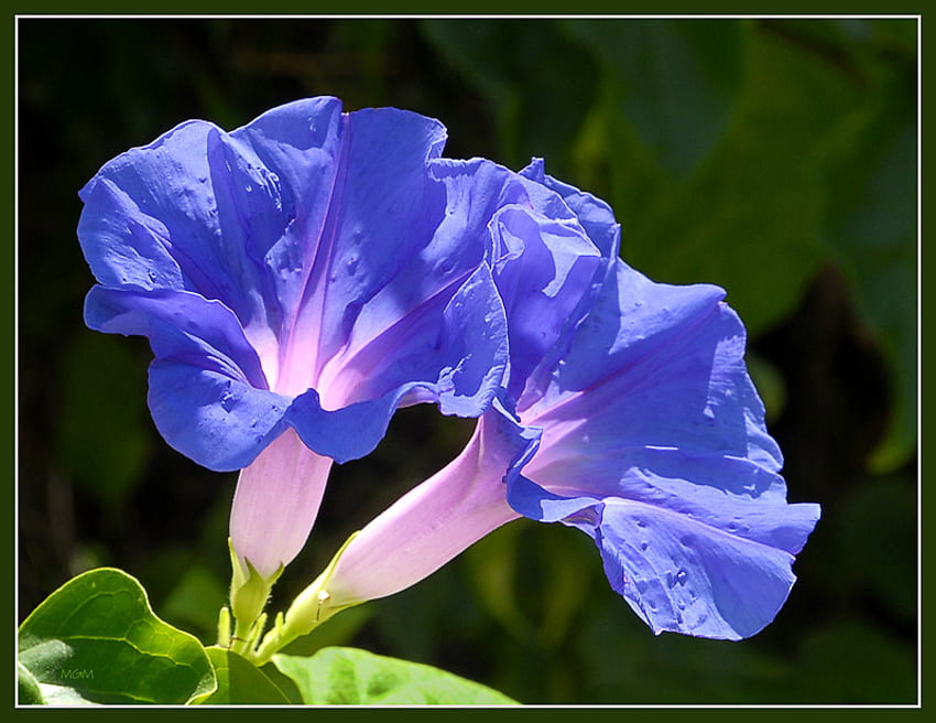 ทรัมเป็ตสีน้ำเงิน สีฟ้า ทรัมเป็ต เถาวัลย์ ดอกไม้ วอลล์เปเปอร์ HD