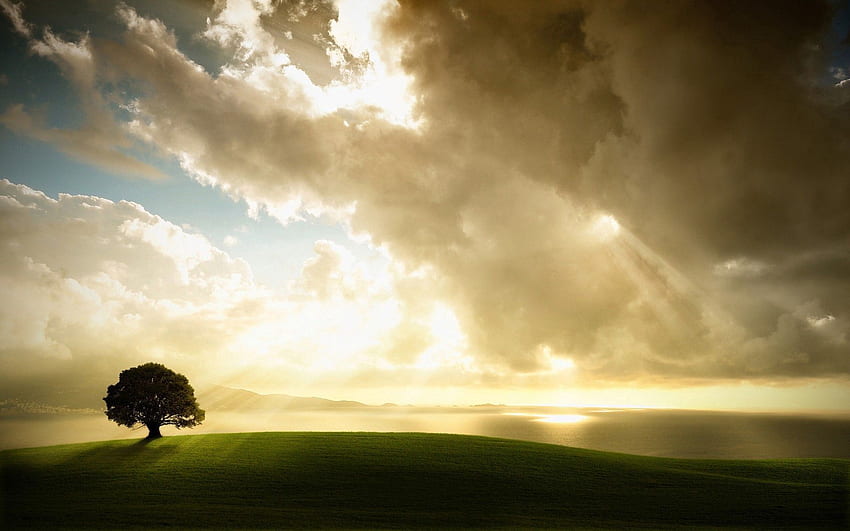 Natura, erba, cielo, nuvole, lucentezza, luce, legno, albero, solitario, prato Sfondo HD