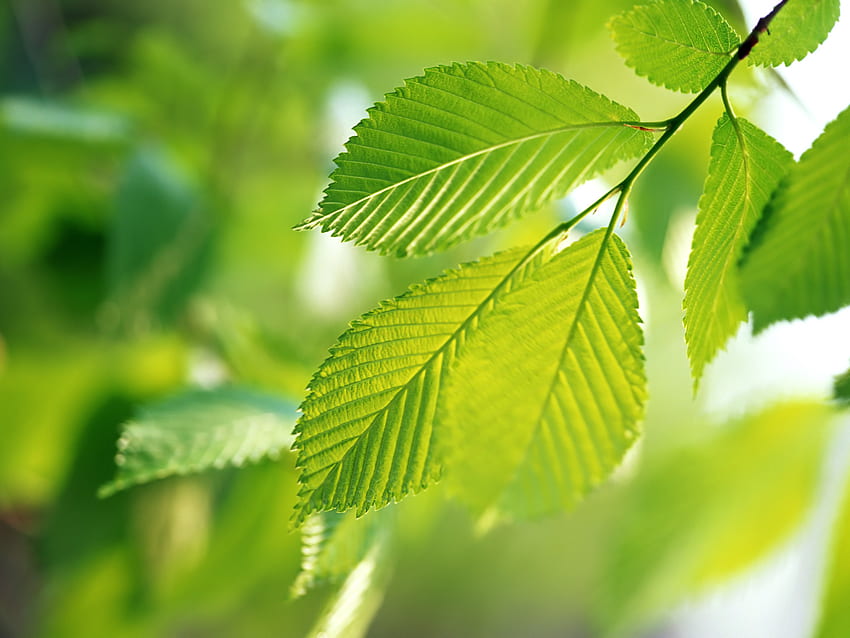 Green leaves, leaf, leaves, nature, green HD wallpaper