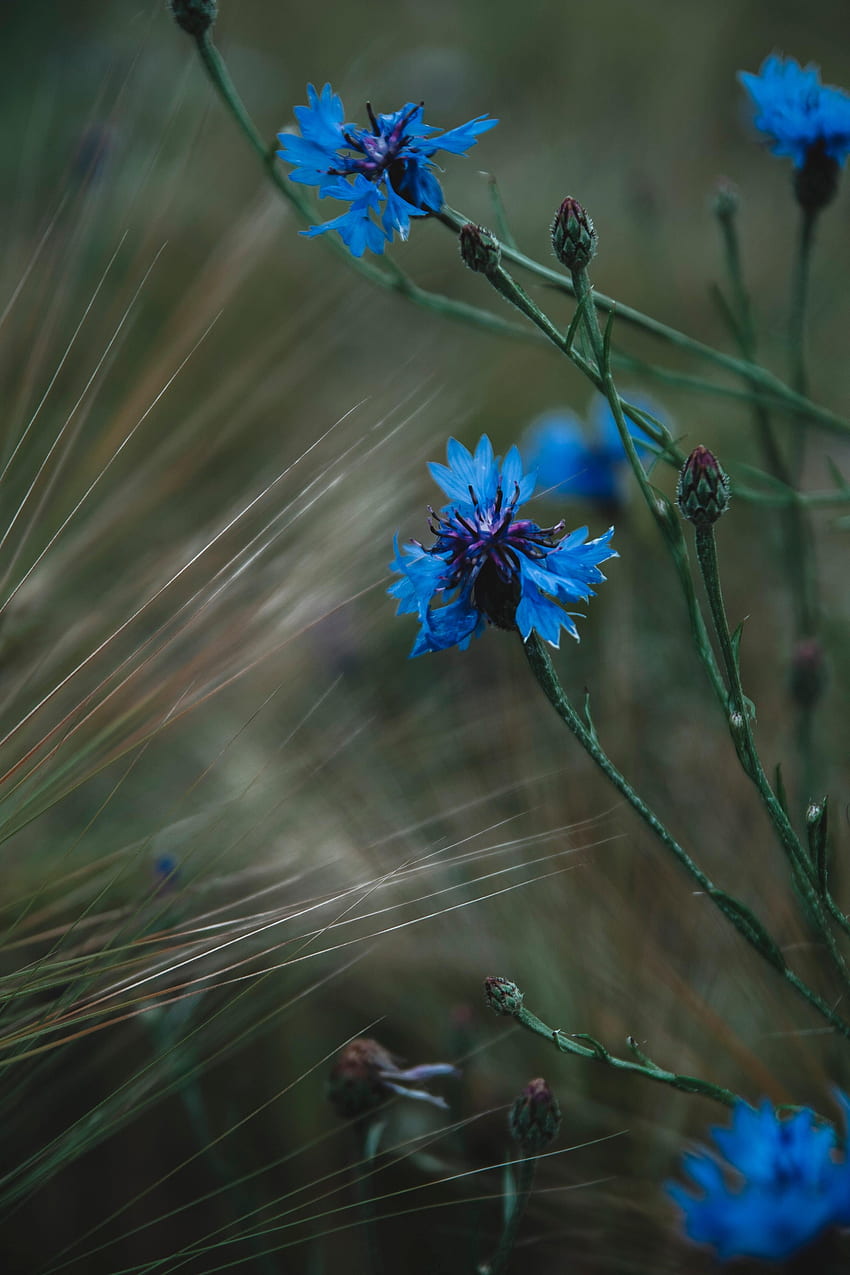 Fleurs, Herbe, Bleuet Fond d'écran de téléphone HD