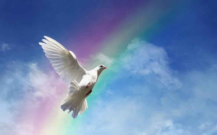Dove, sunshine, rays, white dove, rainbow, clouds, nature, sky, sun HD wallpaper