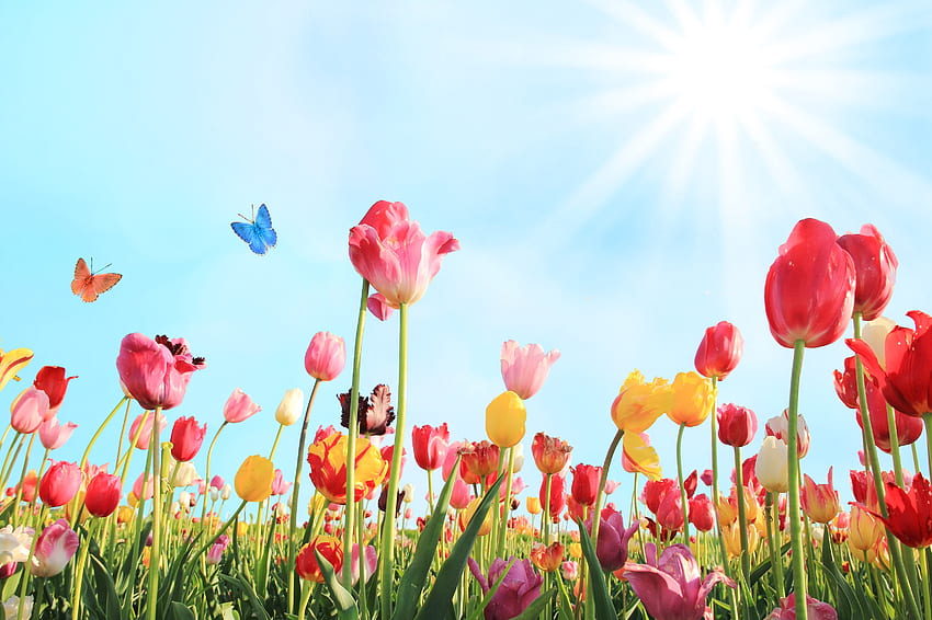 Пролетно поле с лалета, пеперуди, лъчи, слънчеви лъчи, поле, лалета, пролет, слънце HD тапет