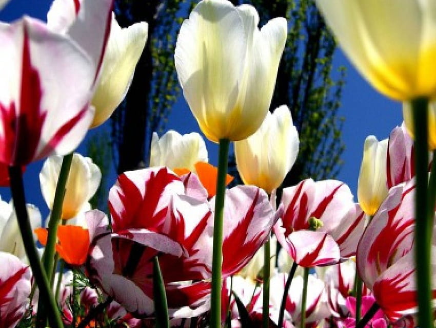 Tulip Garden, two toned tulips, garden, flowers, yellow tulips HD wallpaper