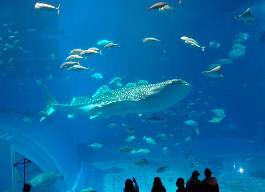 Bestand an Aquarium, Japan, Okinawa HD-Hintergrundbild