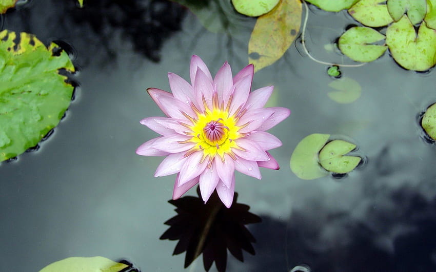 The Lovely Lotus, lily pad, pretty, flower, nature, water, lotus, pond HD wallpaper