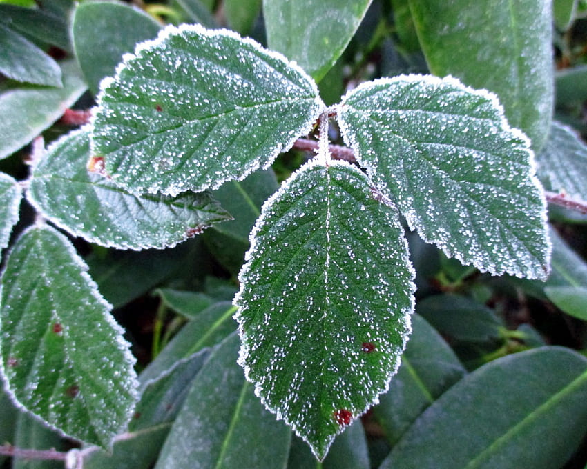 Frozen.., 겨울, 서리, 언, 그래피, 녹색, 잎, 자연, 매크로 HD 월페이퍼
