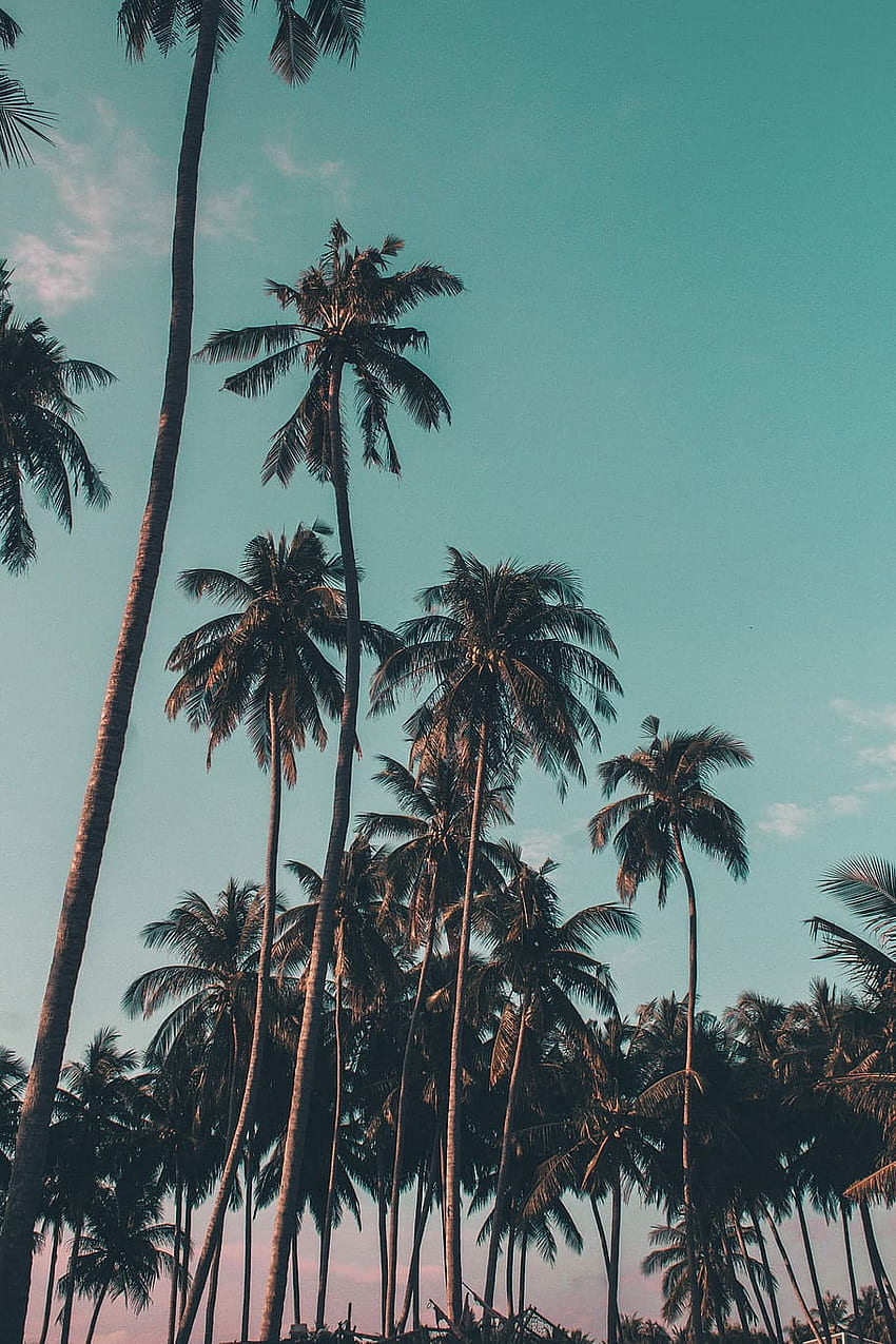 Beach Trees iPhone HD phone wallpaper | Pxfuel