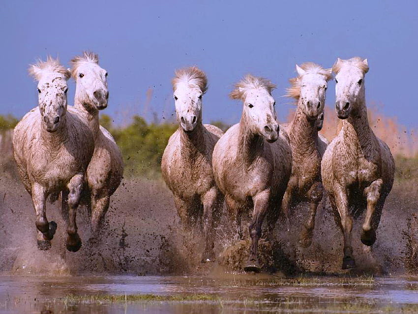 КамаргКоне, коне, бели, галоп, Франция, вода, Камарг HD тапет