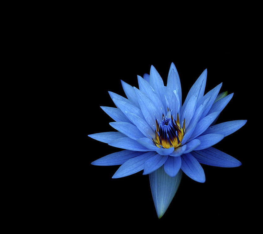 ダリア、青い花、, 暗い背景、花 高画質の壁紙