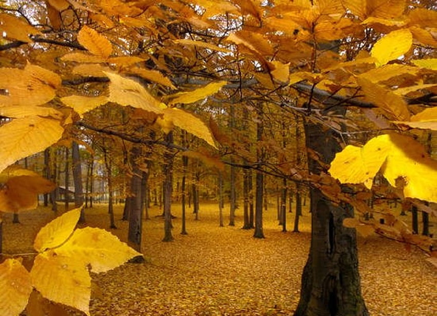 fall leaves forest, leaves, nature, forest, fall HD wallpaper
