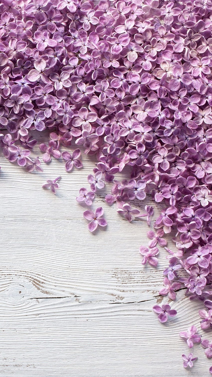 Many Purple Lilac Flowers On Wood Board IPhone 8 7 6 6S HD phone wallpaper
