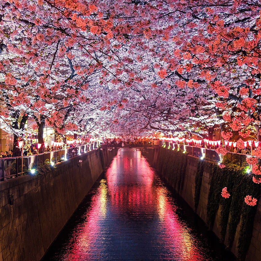 Arbres de fleurs de cerisier couvrant le canal de la rivière iPad Air Fond d'écran de téléphone HD
