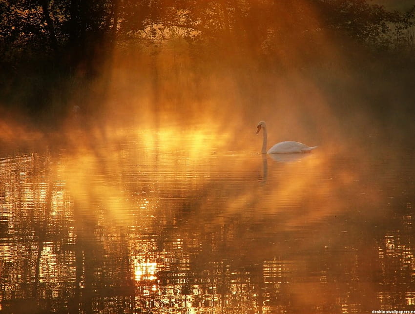 swan in the mist, wings, white, swan, feathers HD wallpaper