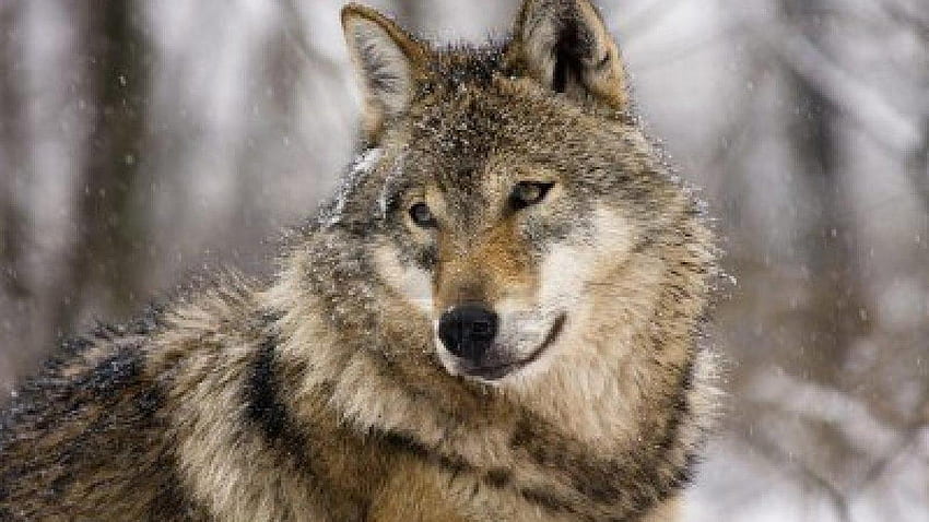 Красив величествен вълк, зима, животно, сиво, сняг, вълк HD тапет
