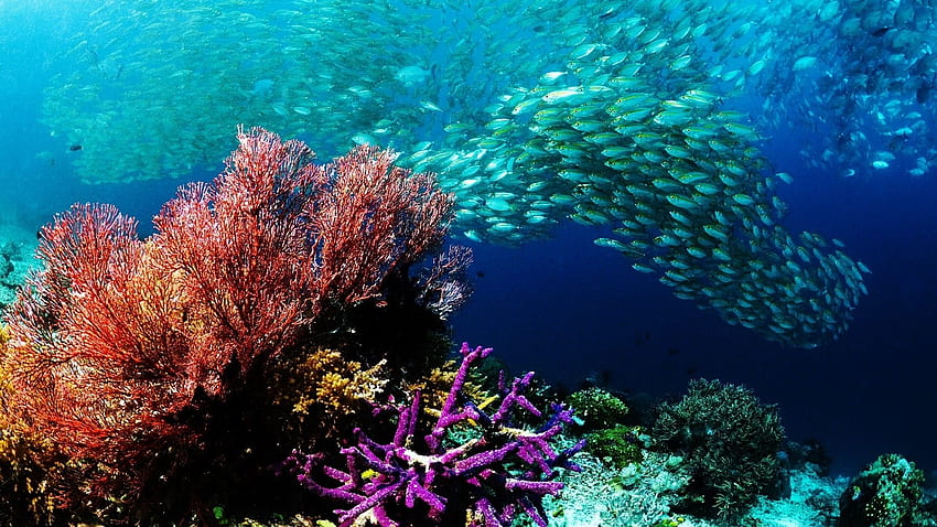 Animals fishes underwater water ocean sea colors school swim reef HD wallpaper