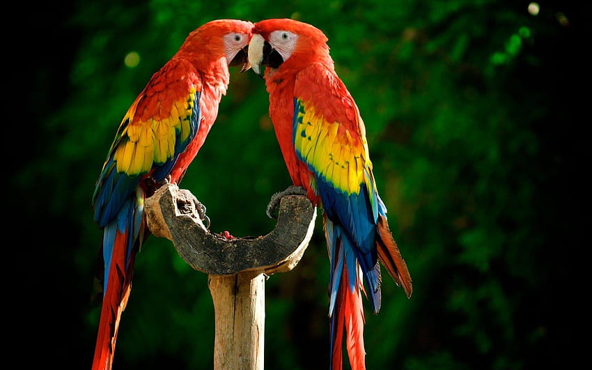 Scarlet Macaws/ Guacamayas. Shy's Envision Blog HD wallpaper