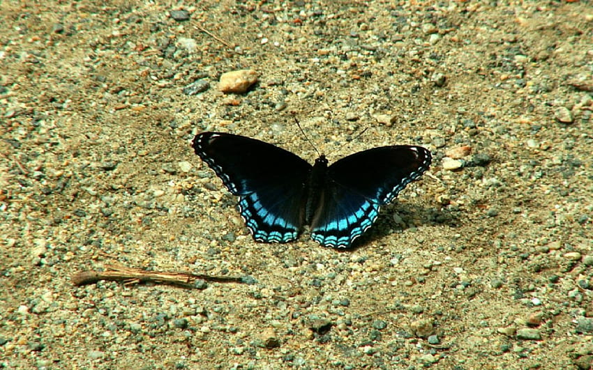 butterly on the ground, ground, butterly HD wallpaper