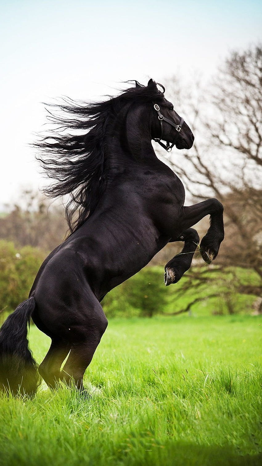 Czarny koń, czarny uroczy, koń Tapeta na telefon HD