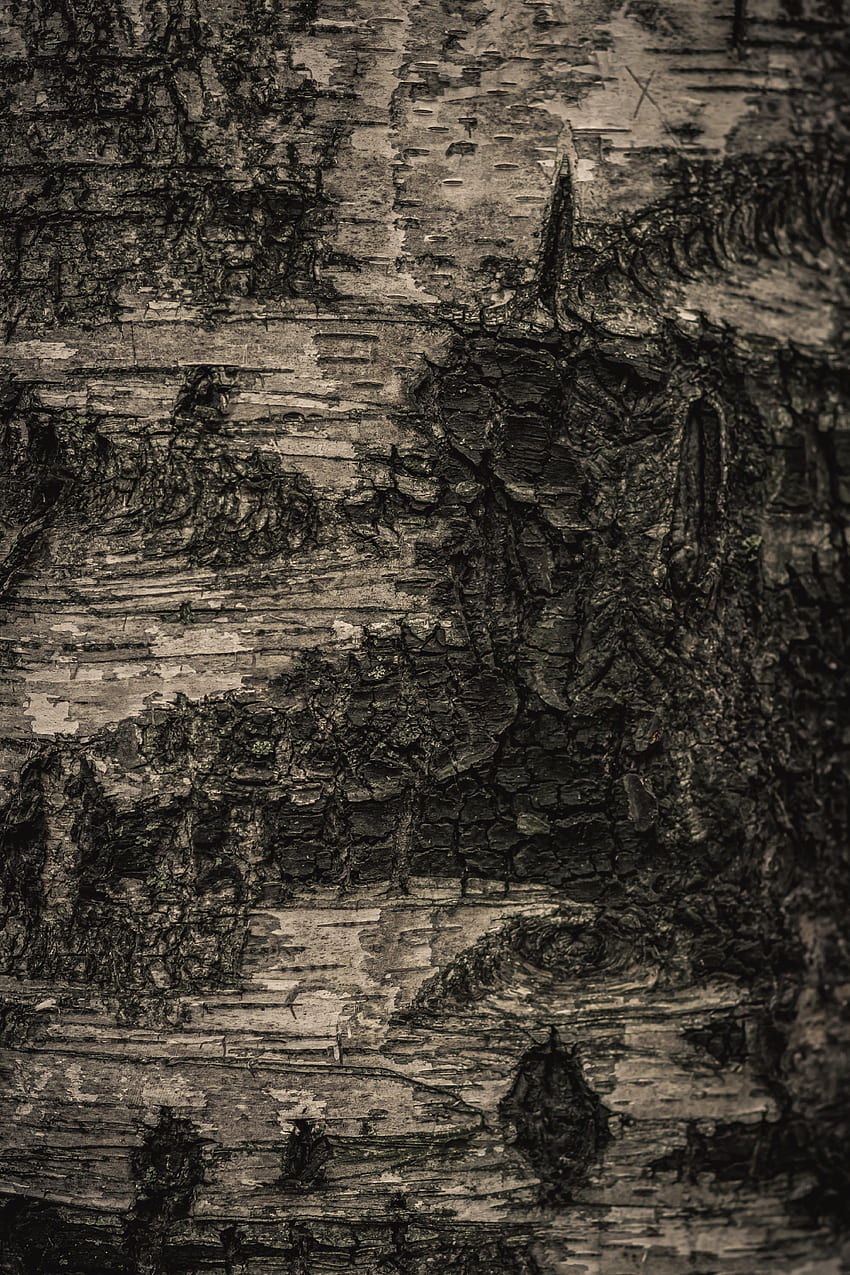 Macro, Wood, Tree, Texture, Textures, Bark HD phone wallpaper