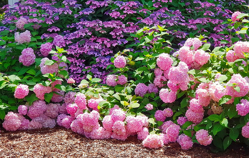 Hortensia colorida, colorido, arbusto, hermoso, flores, hermoso, jardín, primavera, parque, verano, hortensia, verano fondo de pantalla
