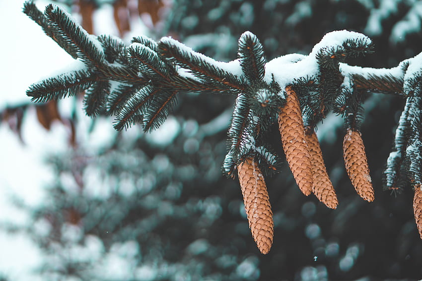 natureza, cones, agulha, neve, ramo, abeto papel de parede HD