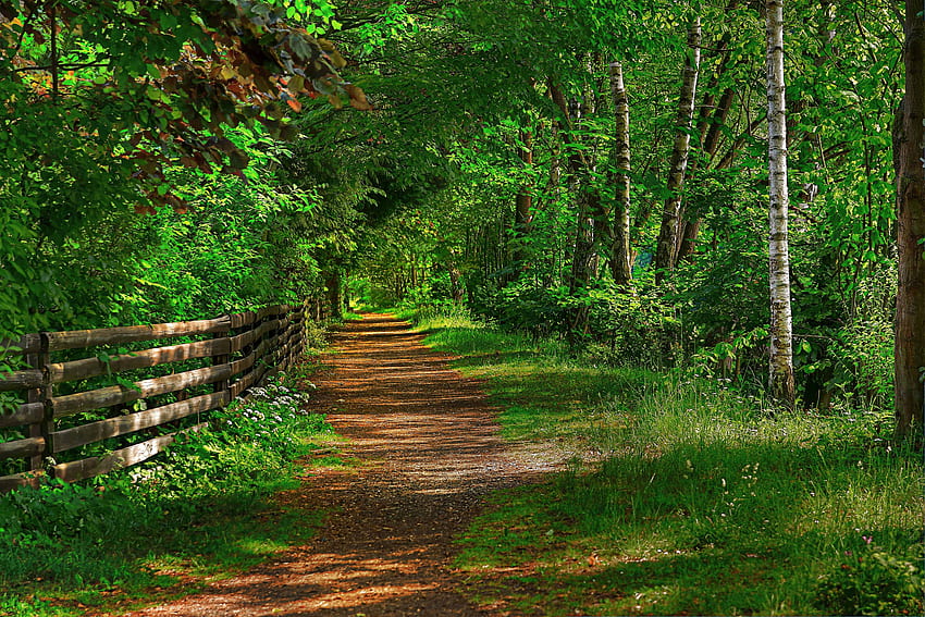 Path-R, graphy, pacifico, passeggiata, bellezza, bello, alberi, , calmo, sentiero, r, bello, erba, parco, bello, verde, fresco, natura, bello, foresta, armonia Sfondo HD