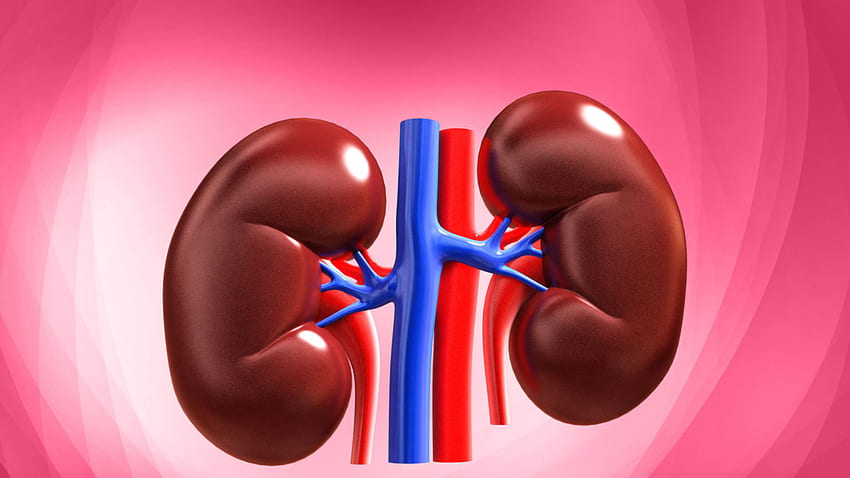 Kidney – Kosmos Publishers HD wallpaper | Pxfuel