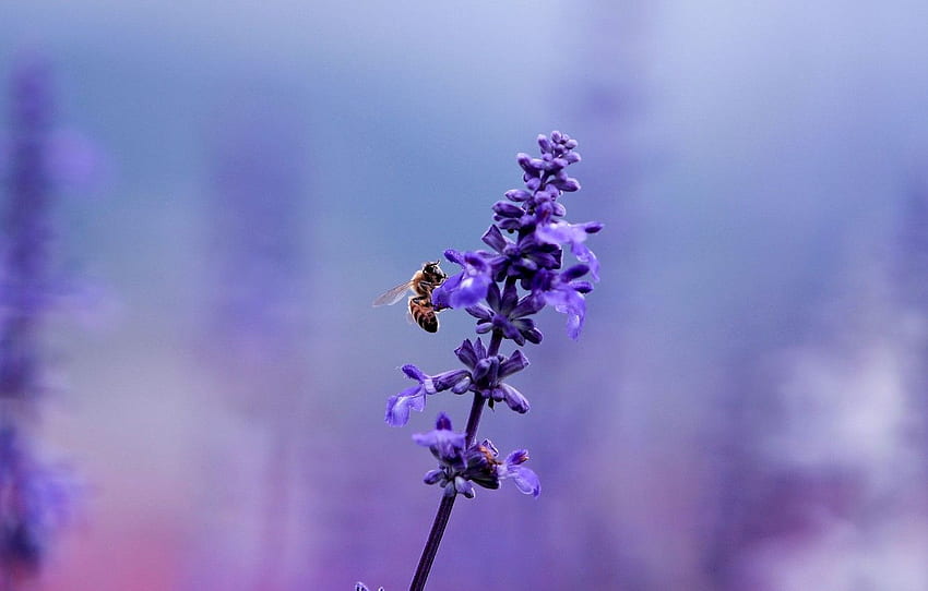 flor, púrpura, macro, abeja, lila, claro, planta, color, desenfoque, insecto, púrpura, lavanda para, sección цветы fondo de pantalla