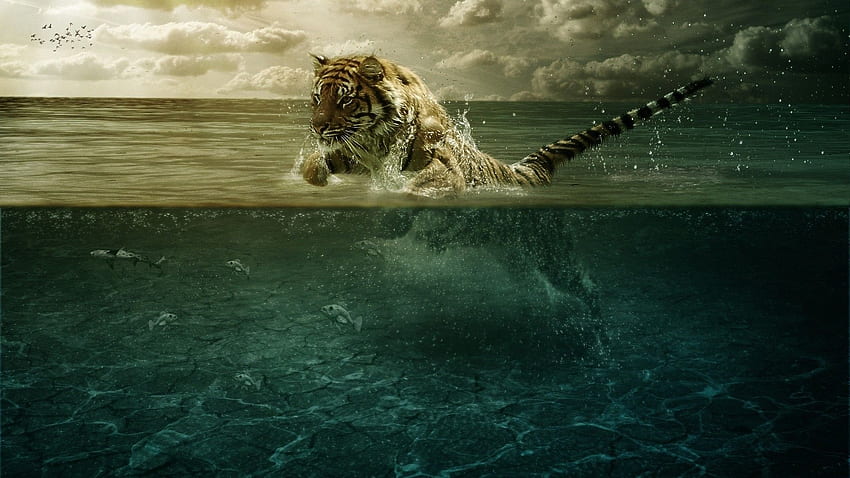Tiger in Water [] HD wallpaper | Pxfuel
