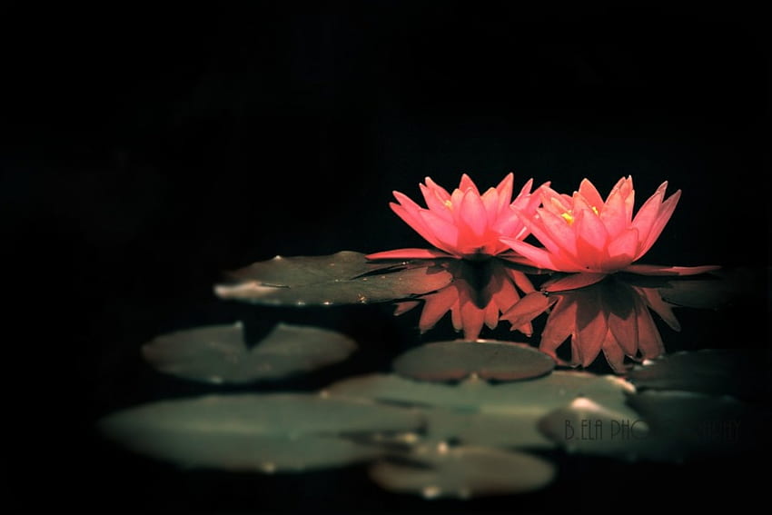 Лотос, листа, цветя, езеро HD тапет
